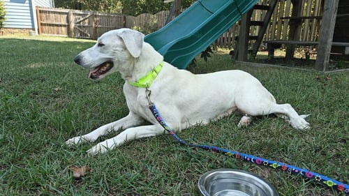 BONITA (MAMA OF P LITTER) - Great Pyrenees available for adoption
