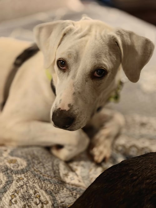 BONITA (MAMA OF P LITTER) - Great Pyrenees available for adoption