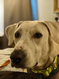 Bonita (Mama of P Litter) - Photo 3