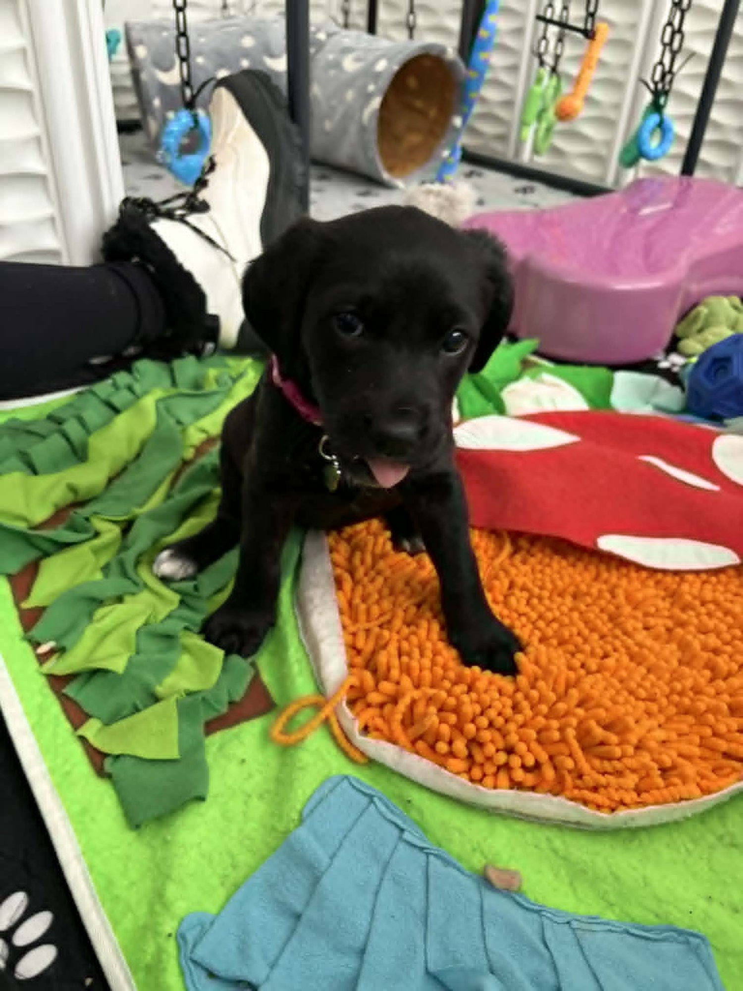 PIPER - Black Labrador Retriever / Hound available for adoption