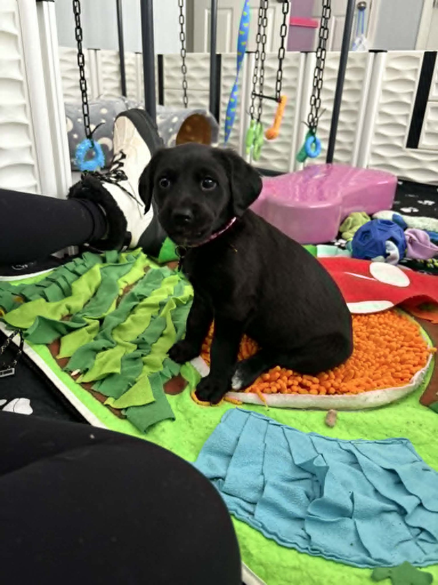 PIPER - Black Labrador Retriever / Hound available for adoption