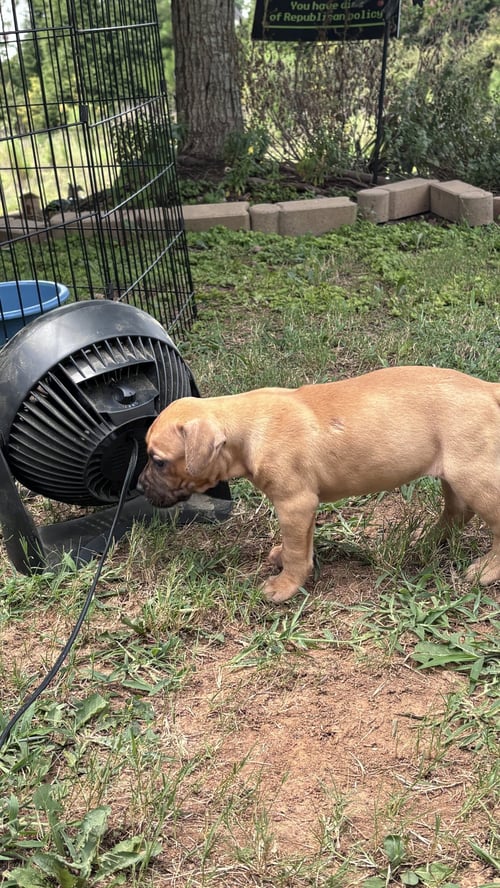 BECKY - CORA'S LITTER - American Staffordshire Terrier available for adoption
