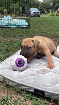 Becky - Cora's Litter - Photo 3