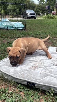 Becky - Cora's Litter - Photo 2