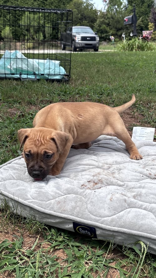 BECKY - CORA'S LITTER - American Staffordshire Terrier available for adoption