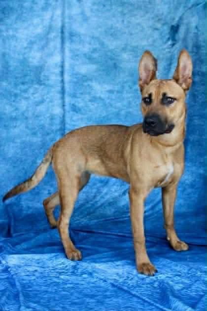 MISS MARLEY - German Shepherd Dog available for adoption