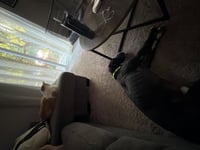 Toby - Photo 4