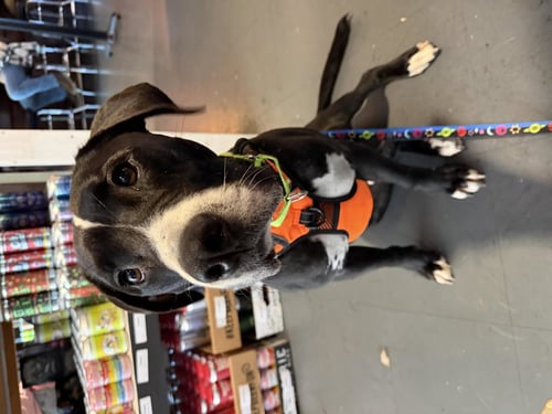 TOBY - Labrador Retriever available for adoption