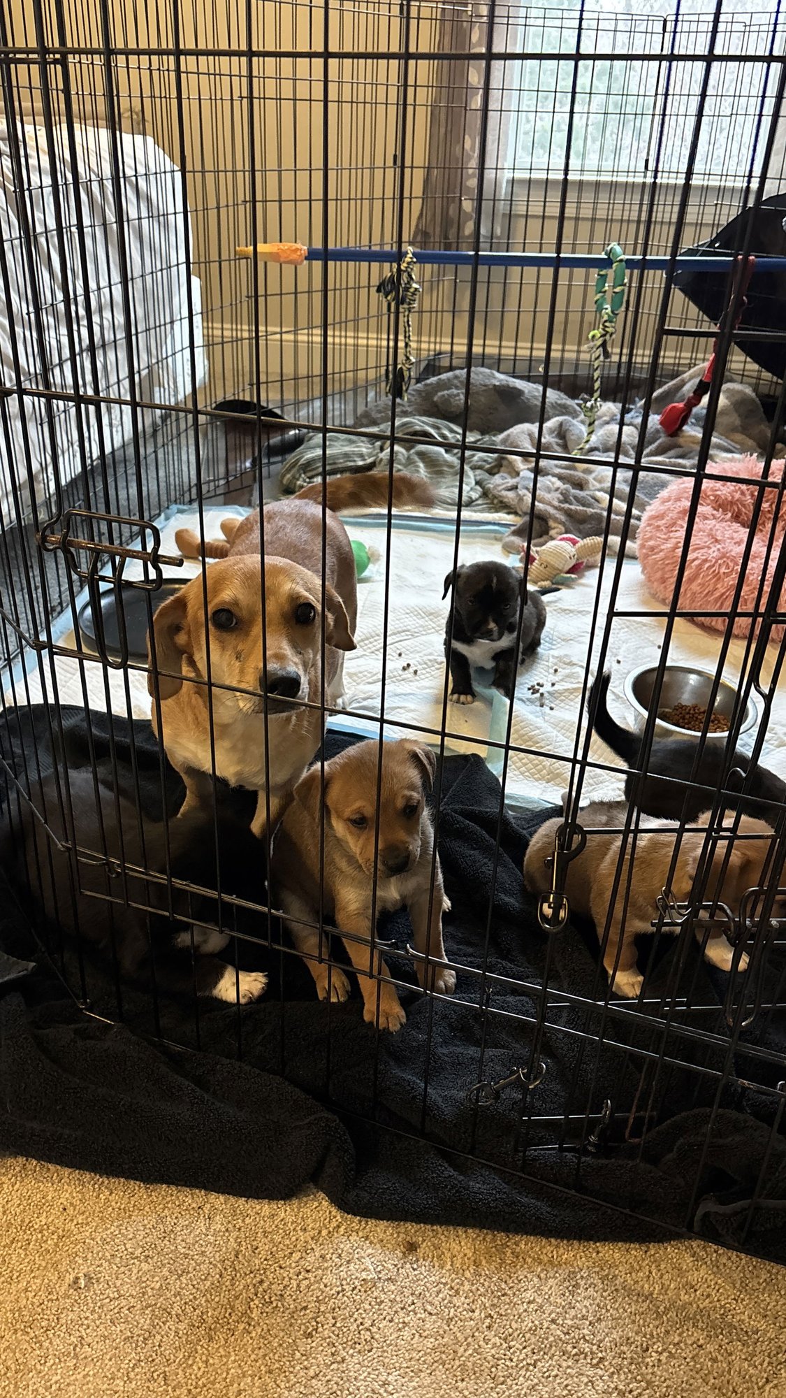 MRS KRABAPPEL: THE SIMPSON’S LITTER - Dachshund / Rat Terrier available for adoption