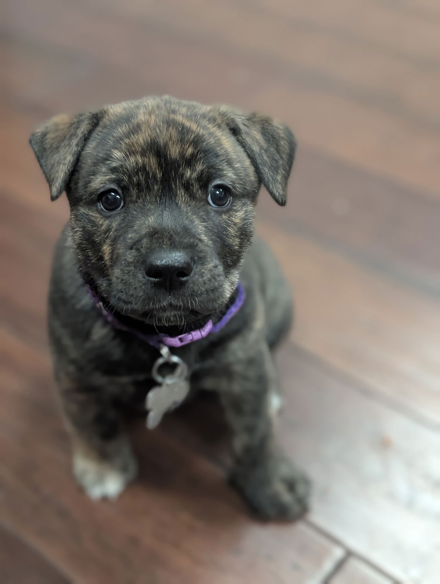 PEPA (DARLAS LITTER) - American Staffordshire Terrier available for adoption