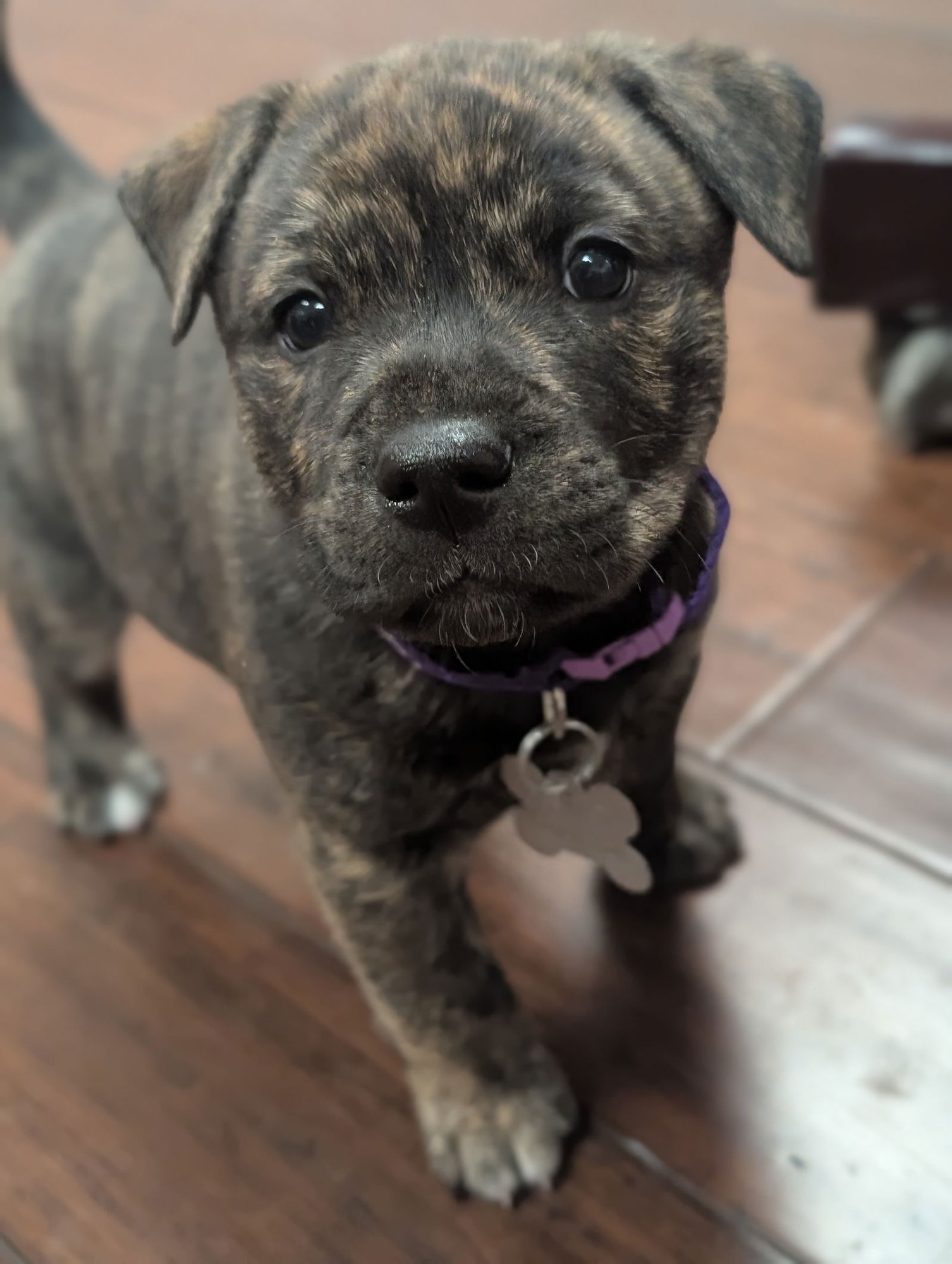 PEPA (DARLAS LITTER) - American Staffordshire Terrier available for adoption