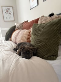 Pepa (Darlas litter) - Photo 6