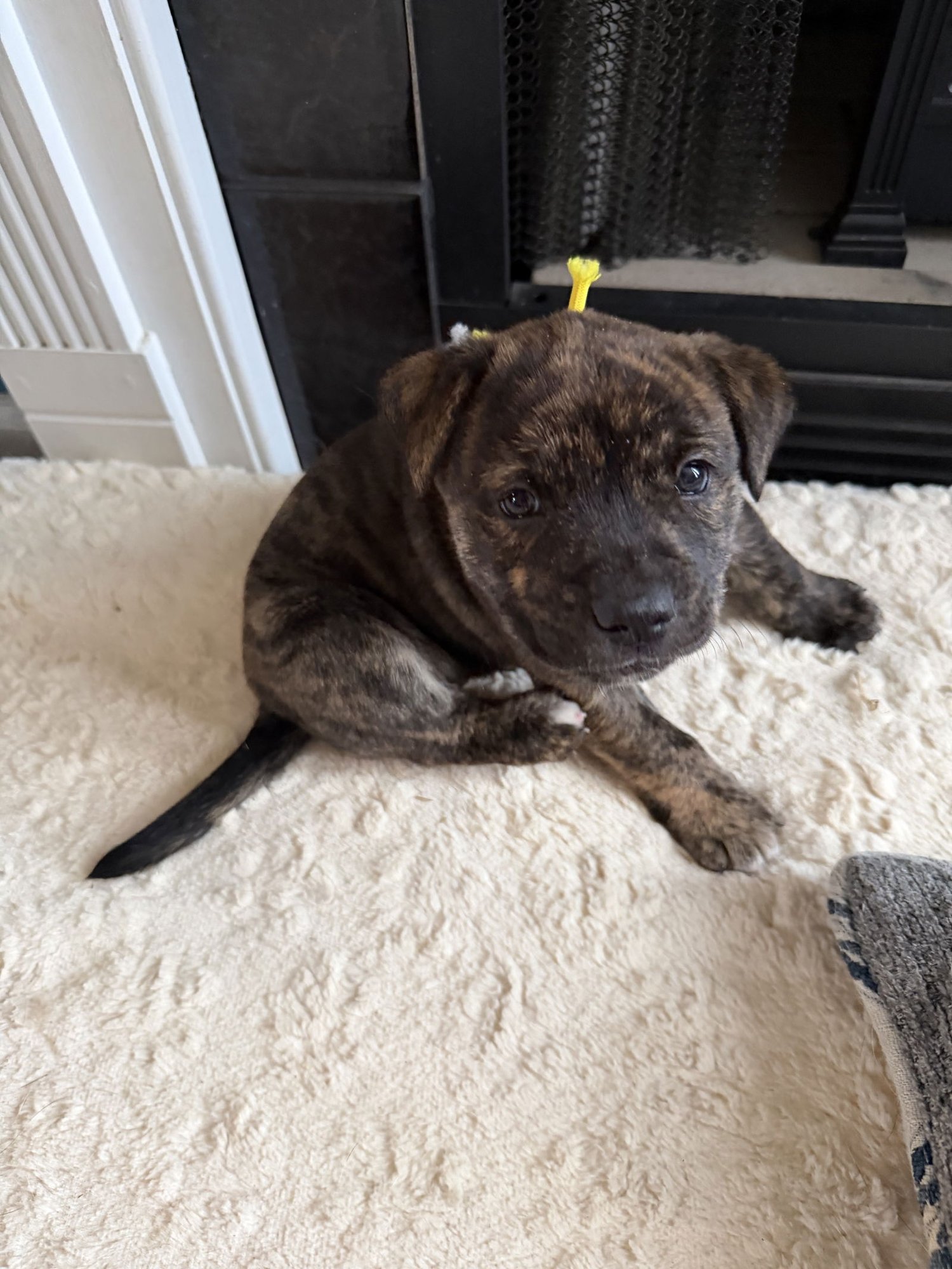 Pepa (Darlas litter) - Photo 3