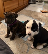Pepa (Darlas litter) - Photo 3
