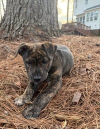 Pepa (Darlas litter) - Photo 2