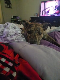 Pepa (Darlas litter) - Photo 12
