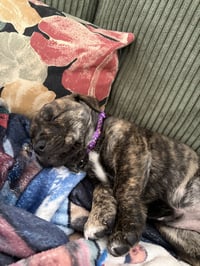 Pepa (Darlas litter) - Photo 8