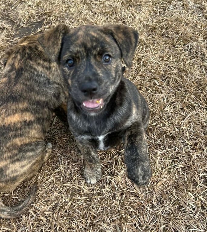 Pepa (Darlas litter) Image