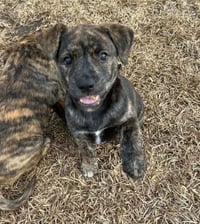 Pepa (Darlas litter) - Photo 1