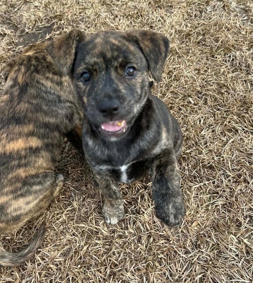 PEPA (DARLAS LITTER) - American Staffordshire Terrier available for adoption