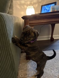 Pepa (Darlas litter) - Photo 10