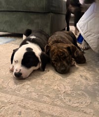 Pepa (Darlas litter) - Photo 4