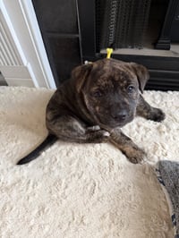 Pepa (Darlas litter) - Photo 9