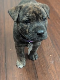 Pepa (Darlas litter) - Photo 11