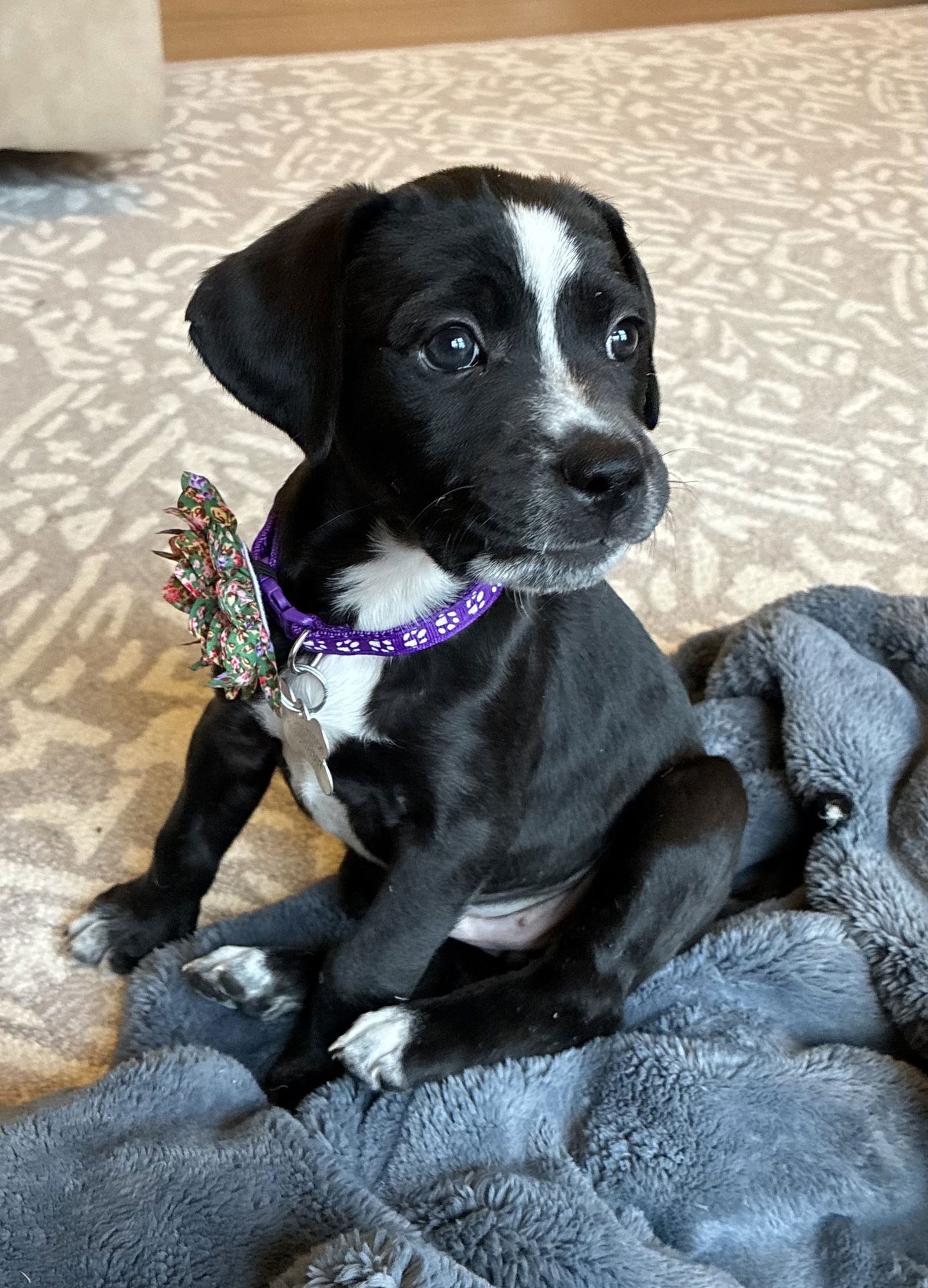 TAGALONG - Labrador Retriever / Shepherd available for adoption