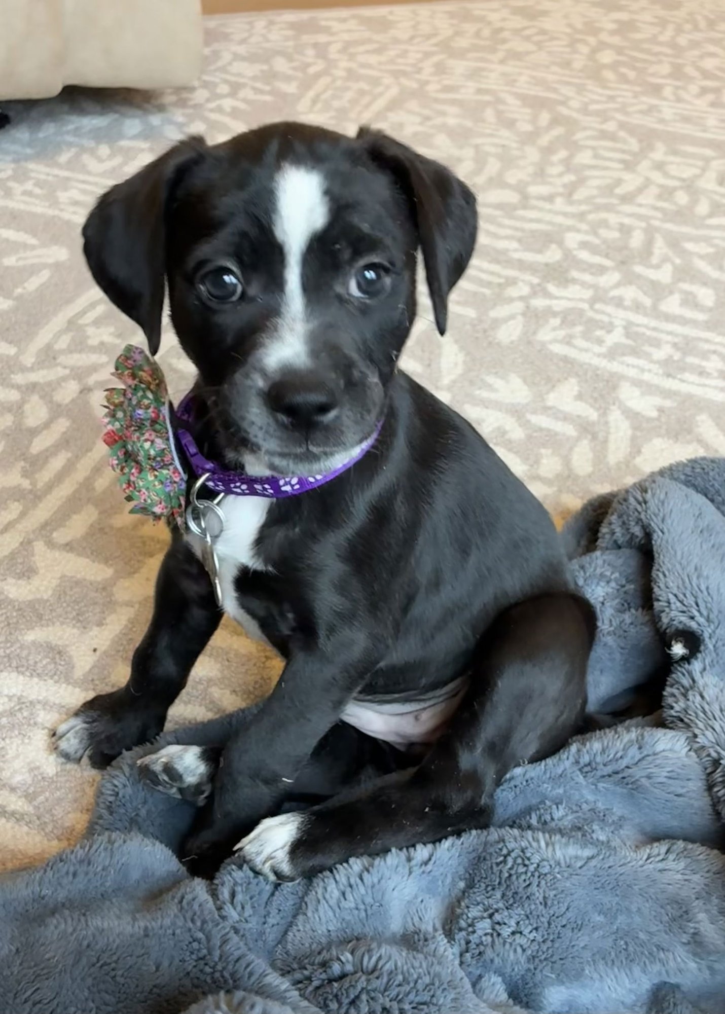 TAGALONG - Labrador Retriever / Shepherd available for adoption