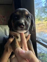 Meeny - Brinleys Litter - Photo 1