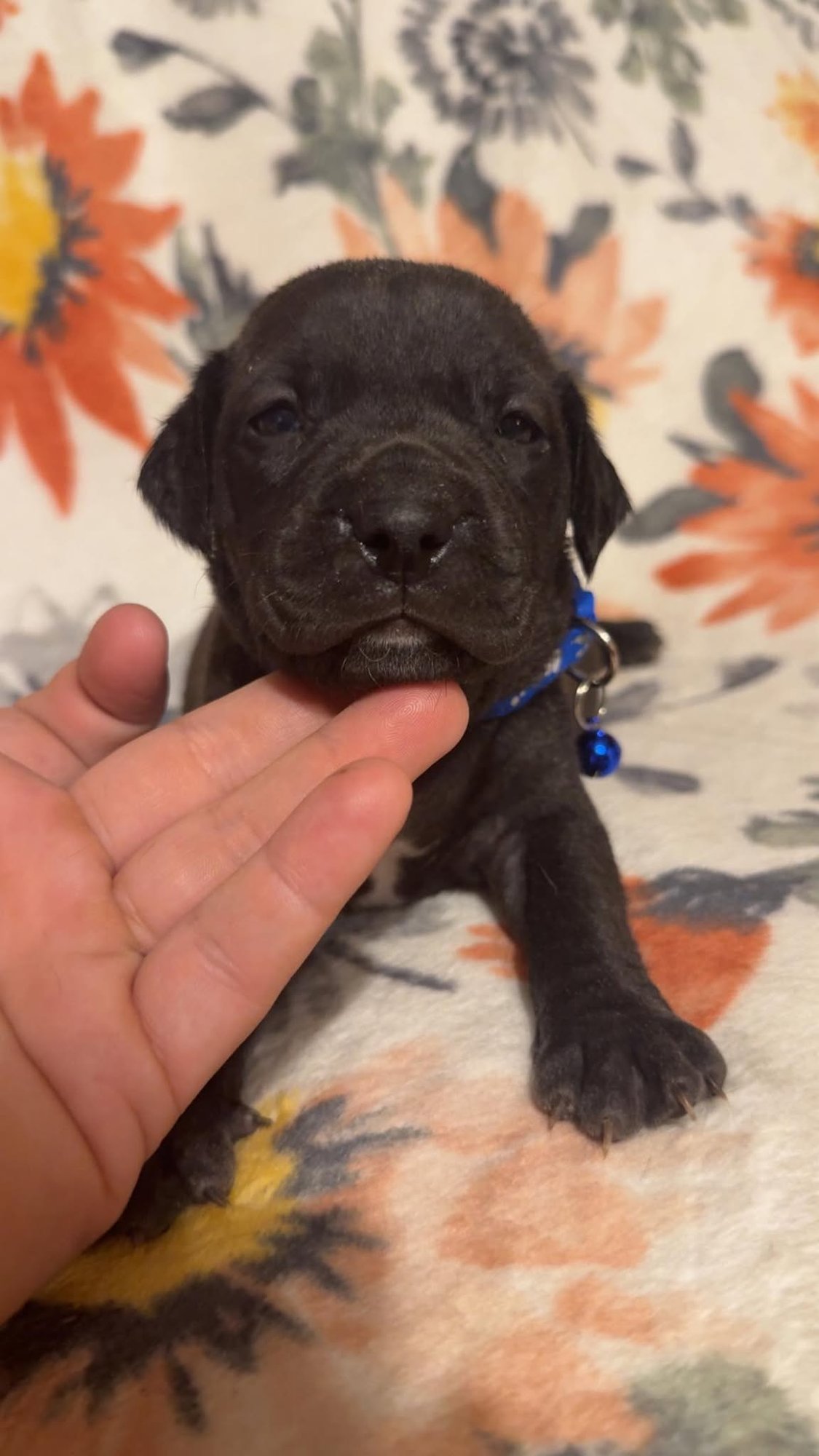 PACO-STELLA'S LITTER - Shepherd / Boxer available for adoption