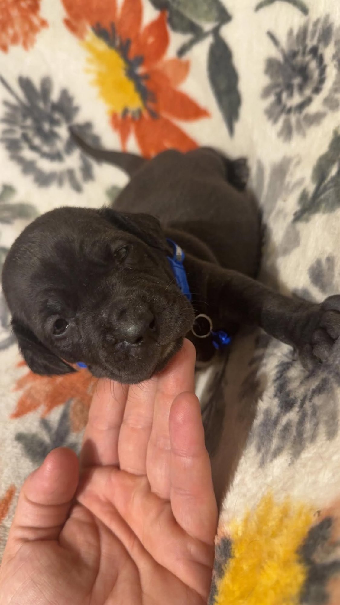 PACO-STELLA'S LITTER - Shepherd / Boxer available for adoption