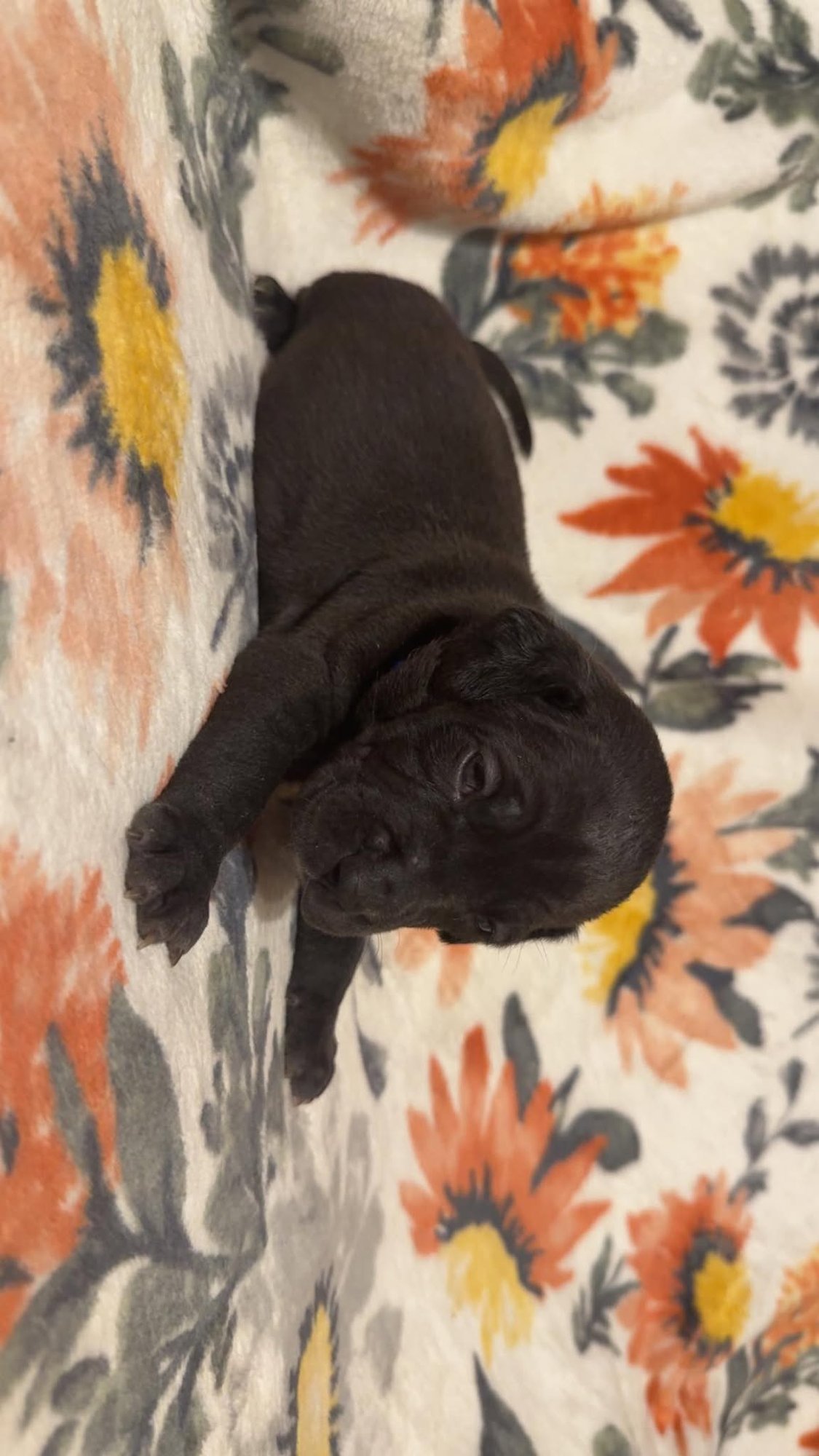 Paco-Stella's Litter - Photo 3