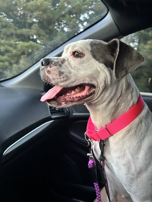 SKYLER "SKY" - American Pit Bull Terrier / Boxer available for adoption