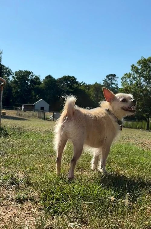 MR PEPPER - Terrier / Chihuahua available for adoption