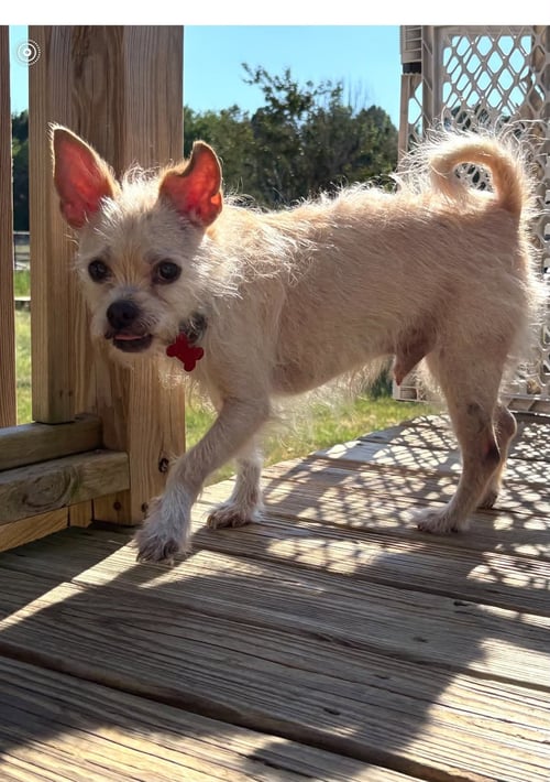 MR PEPPER - Terrier / Chihuahua available for adoption