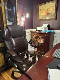 Rocky Beagle - Photo 7
