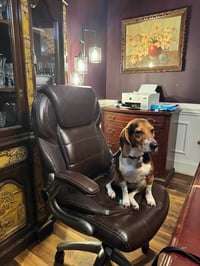 Rocky Beagle - Photo 6