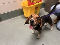 Rocky Beagle - Photo 5