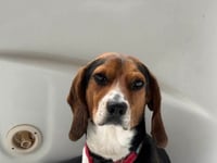 Rocky Beagle - Photo 2