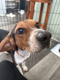 Rocky Beagle - Photo 3