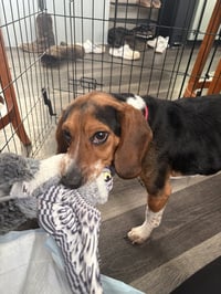 Rocky Beagle - Photo 4