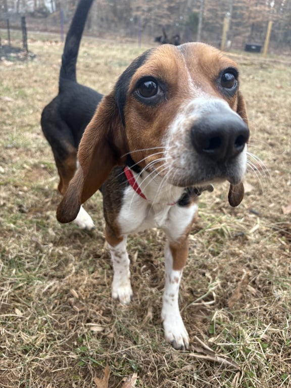 Rocky Beagle Image