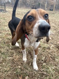 Rocky Beagle - Photo 1