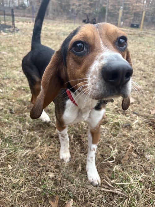ROCKY BEAGLE - Beagle available for adoption