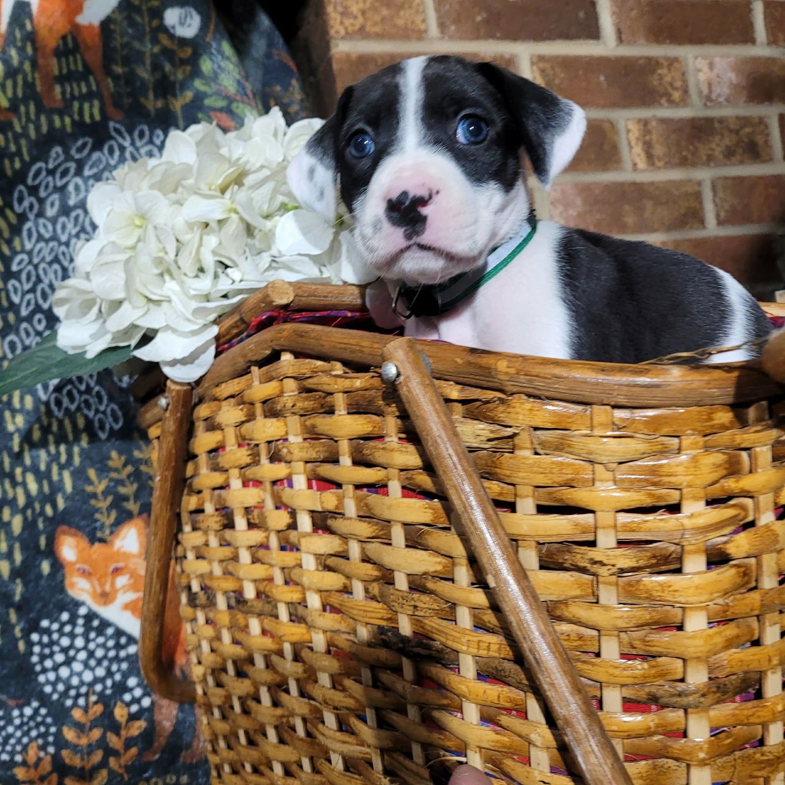 ORCHID - ZELDA'S LITTER - Terrier available for adoption