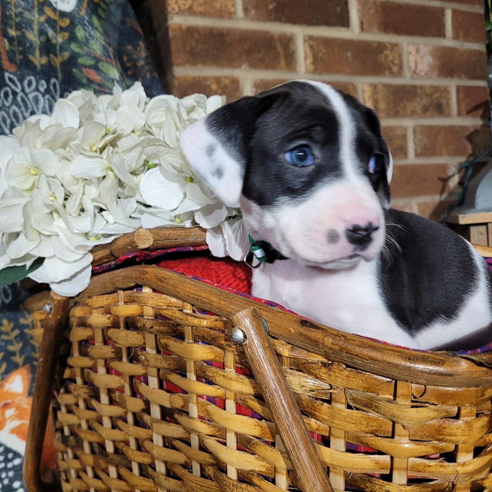 ORCHID - ZELDA'S LITTER - Terrier available for adoption