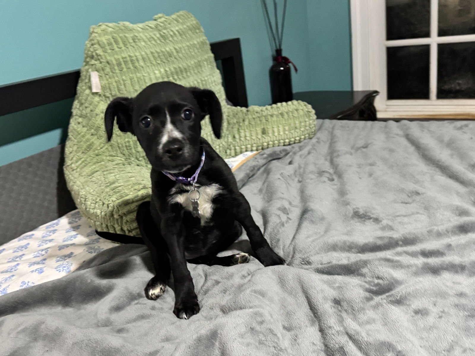 EMILY - Labrador Retriever / American Staffordshire Terrier available for adoption