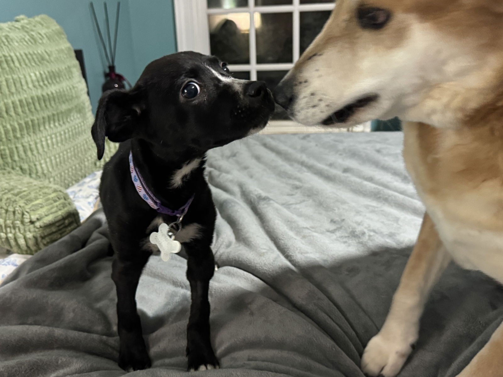 EMILY - Labrador Retriever / American Staffordshire Terrier available for adoption